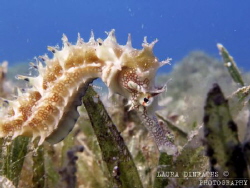 Thorny seahorse in seagrass by Laura Dinraths 